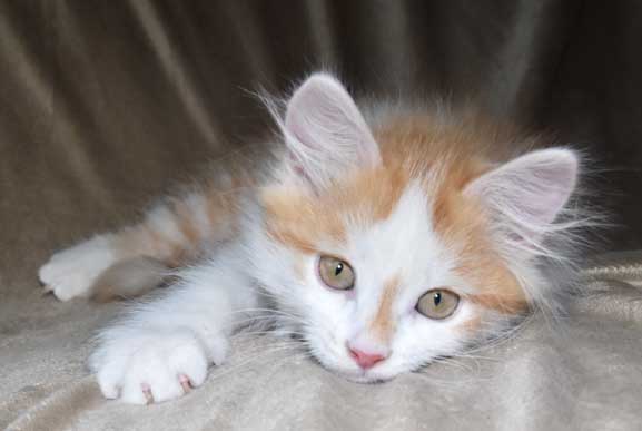 sibirisk kattunge Tethys
