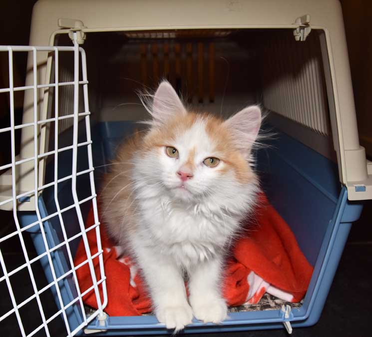 sibirisk kattunge Tethys