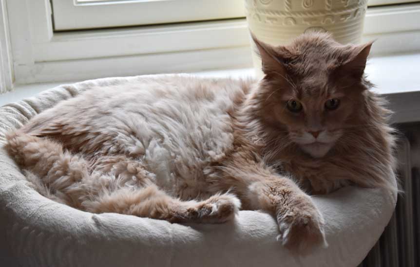 Maine Coon hane Mulle