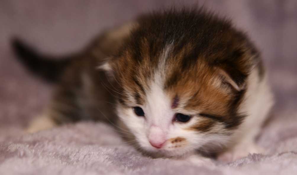 sibirisk katt Viv