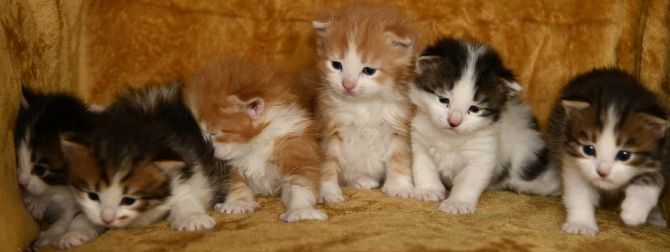 sibirisk kattungar Vv-kull
