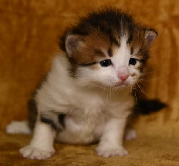 sibirisk kattunge Viv