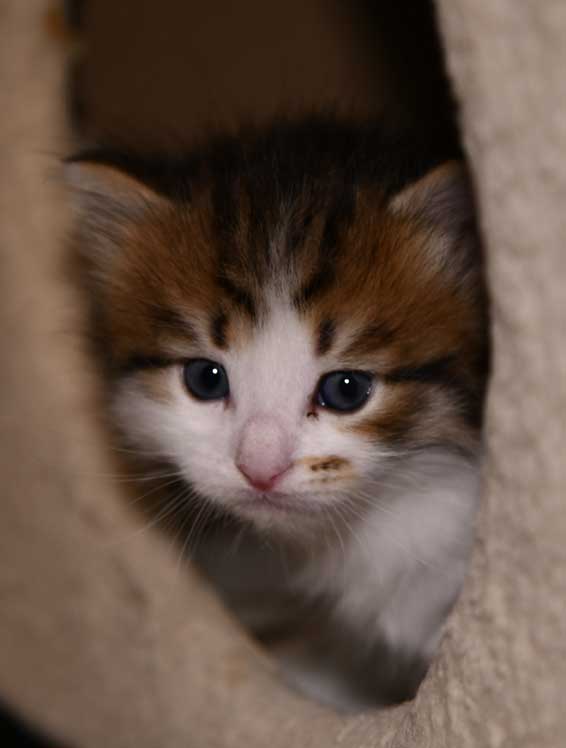 sibirisk kattunge Viv