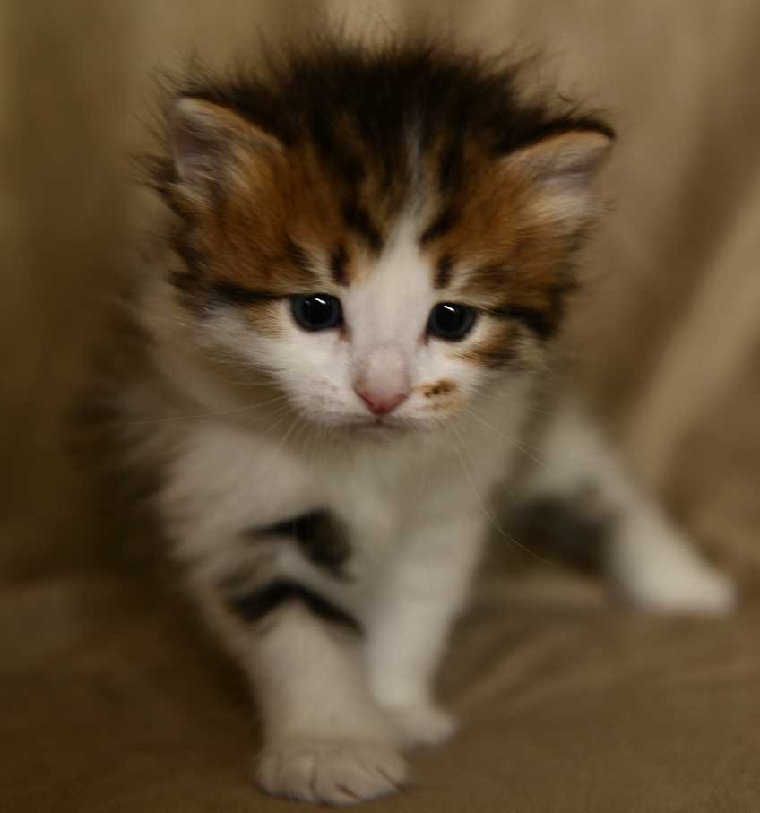 sibirisk kattunge Viv