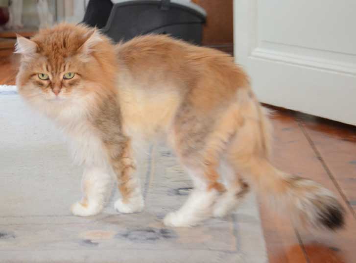 sibirisk katt Klimpen