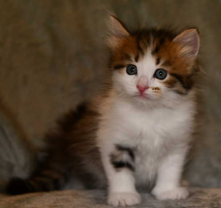 sibirisk kattunge Viv
