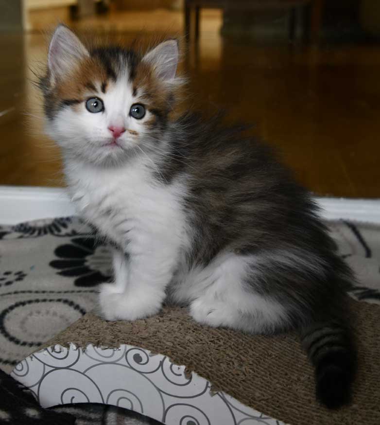 sibirisk kattunge