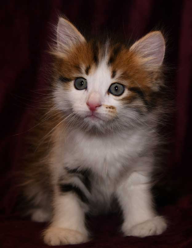 sibirisk kattunge Viv