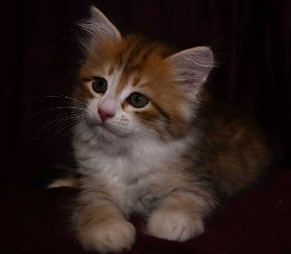 sibirisk kattunge Urey