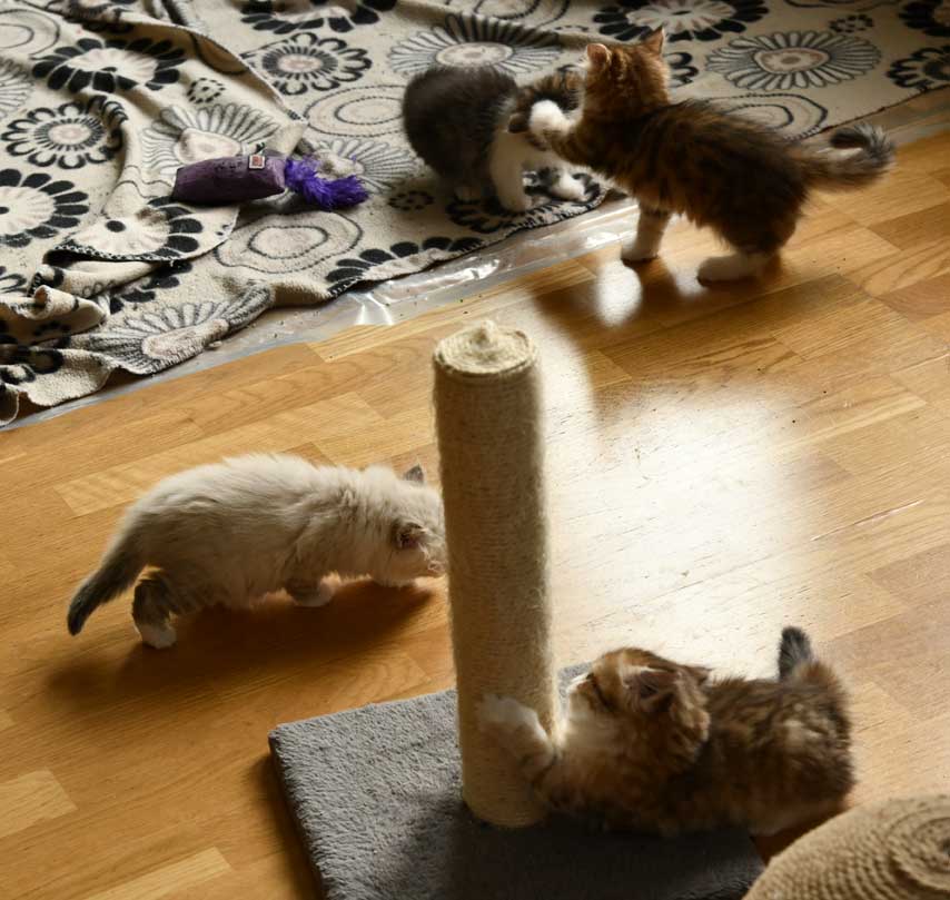 sibiriska kattungar UuVvWw-kullarna