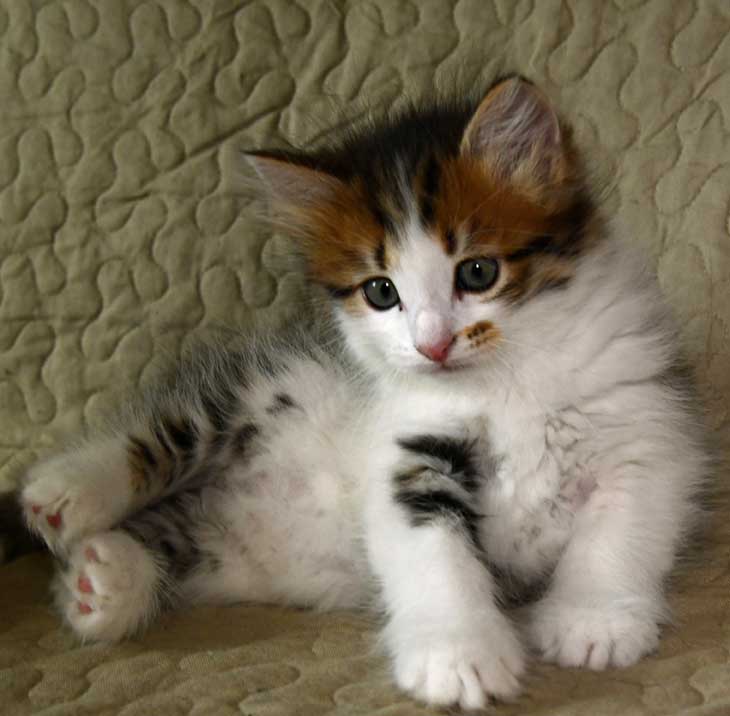 sibirisk kattunge Viv