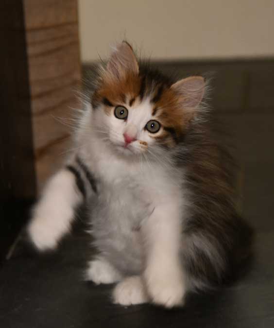 sibirisk kattunge Viv