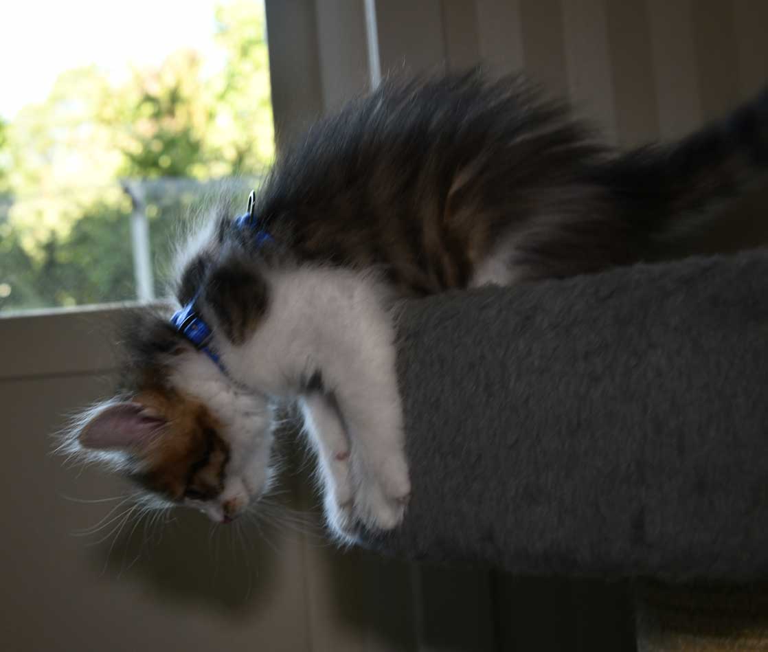 sibirisk kattunge Viv