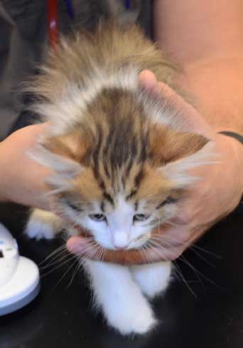 sibirisk kattunge Viv