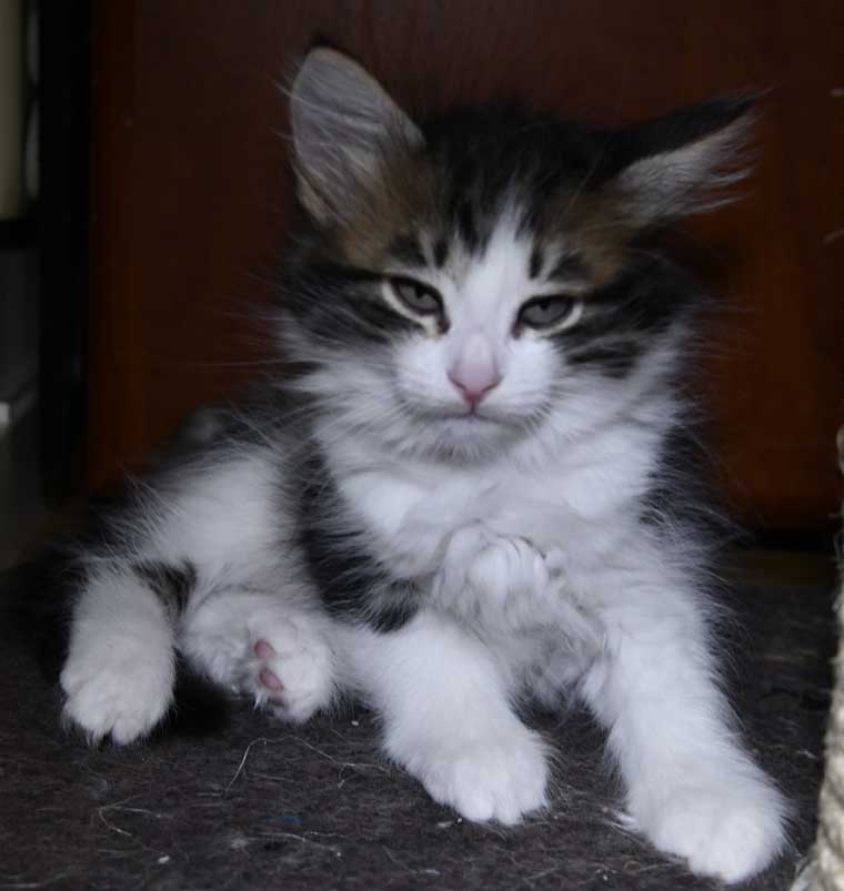 sibirisk katt Volga