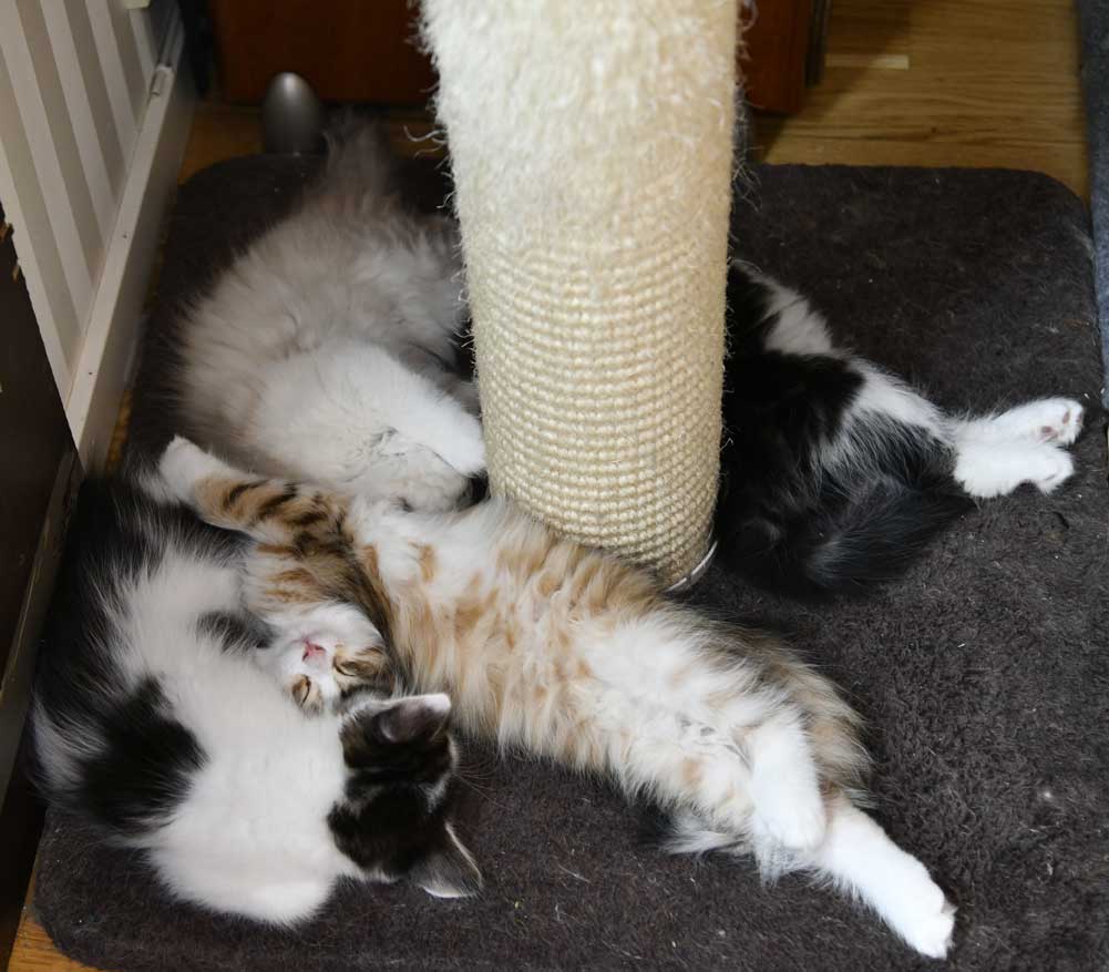 sibiriska kattungar i Uu Vv Ww-kull