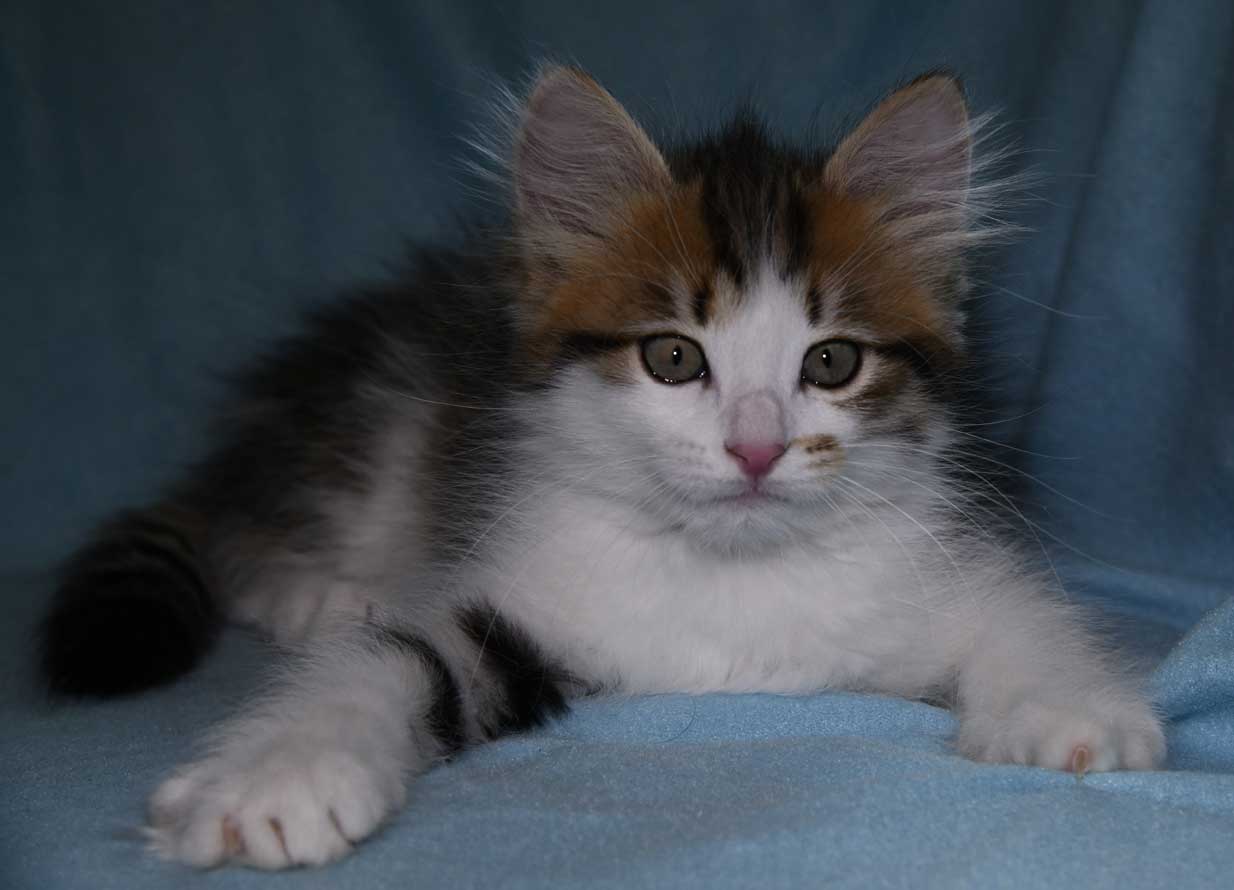 sibirisk kattunge Viv