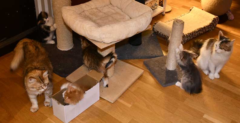 sibirisk kattungar Uu Vv-kull