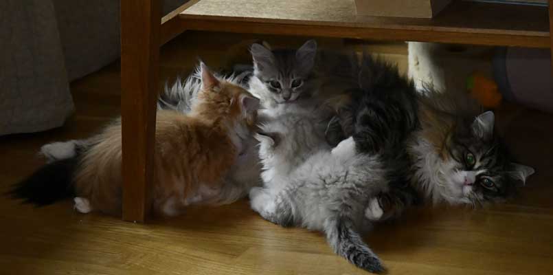 sibirisk kattungar o Mitzi