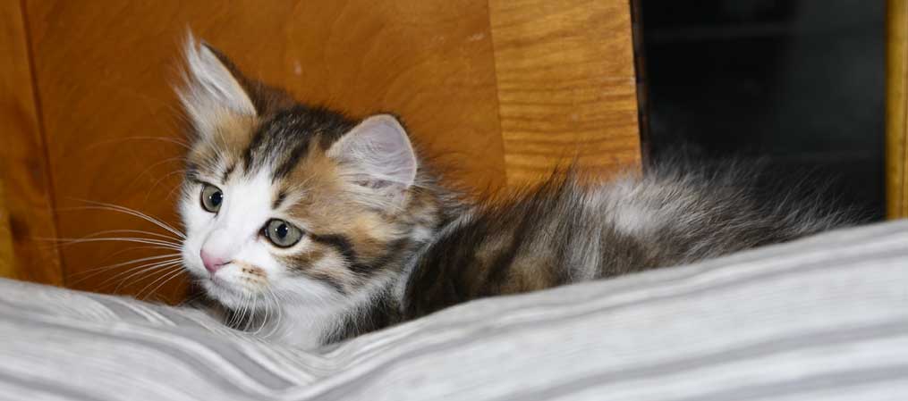 sibirisk kattunge Viv