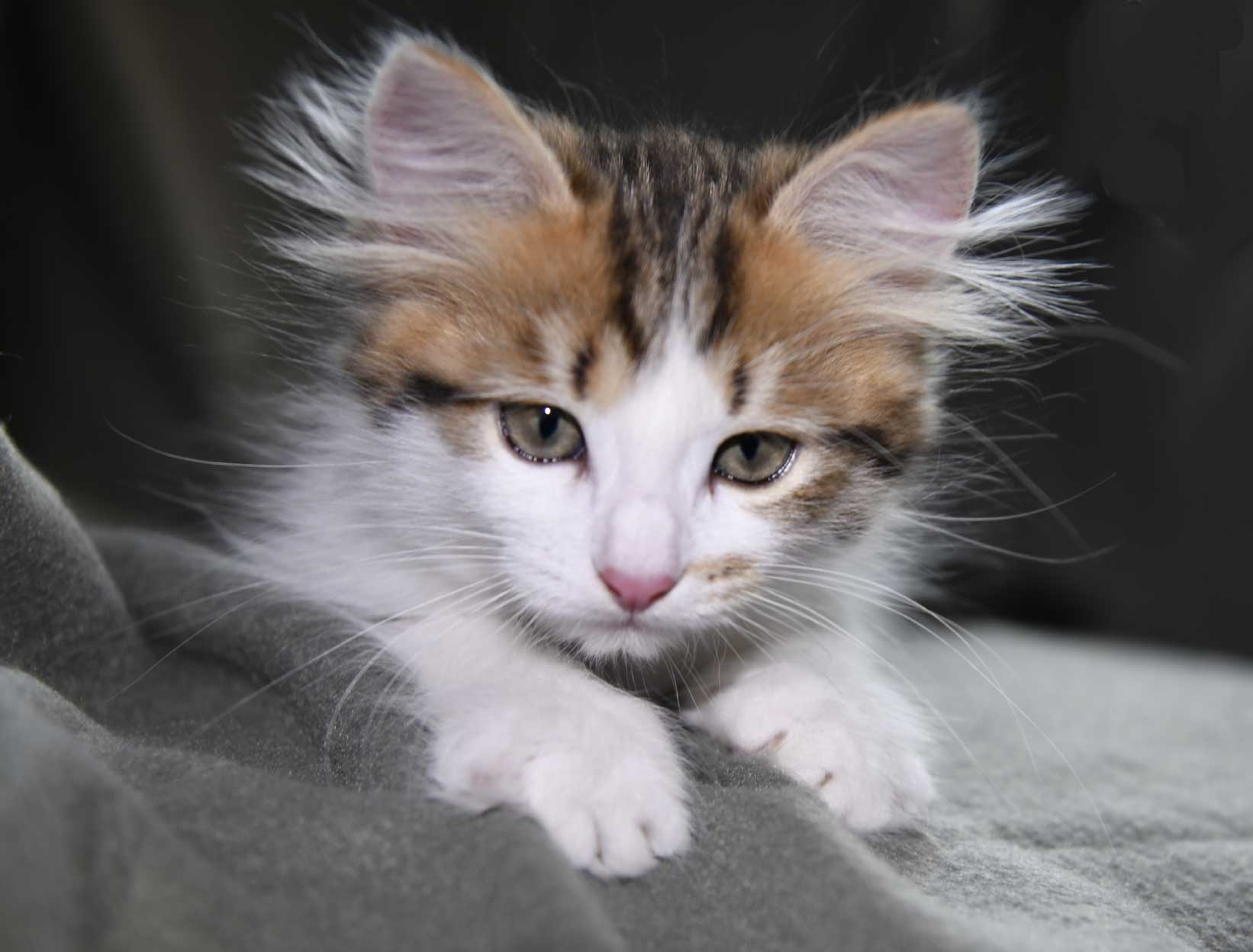 sibirisk kattunge Viv