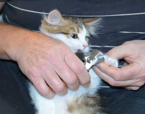 sibirisk katt Viv