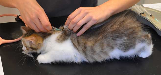 sibirisk kattunge Viv