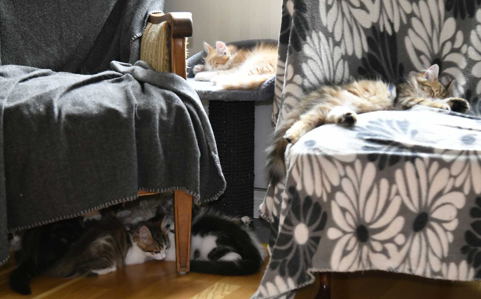 sibirisk katt