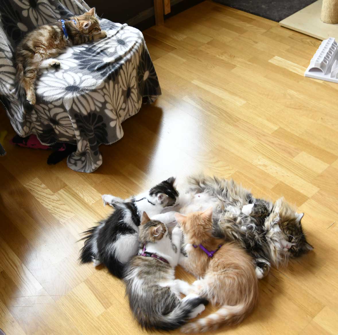sibirisk kattungar