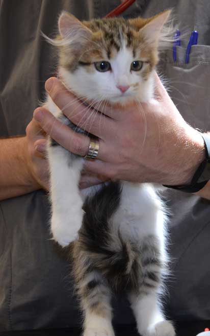 Sibirisk kattunge Viv