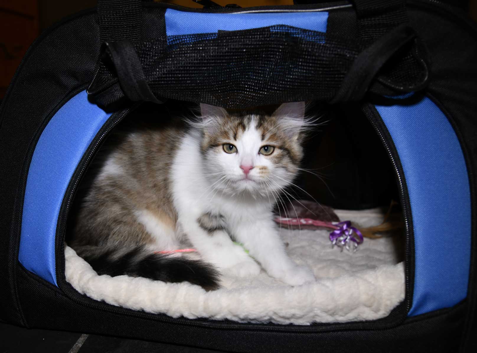 sibirisk katt Viv