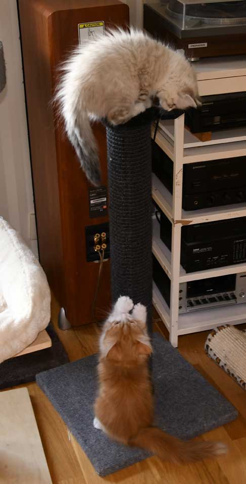 sibiriskkattunge VvWw