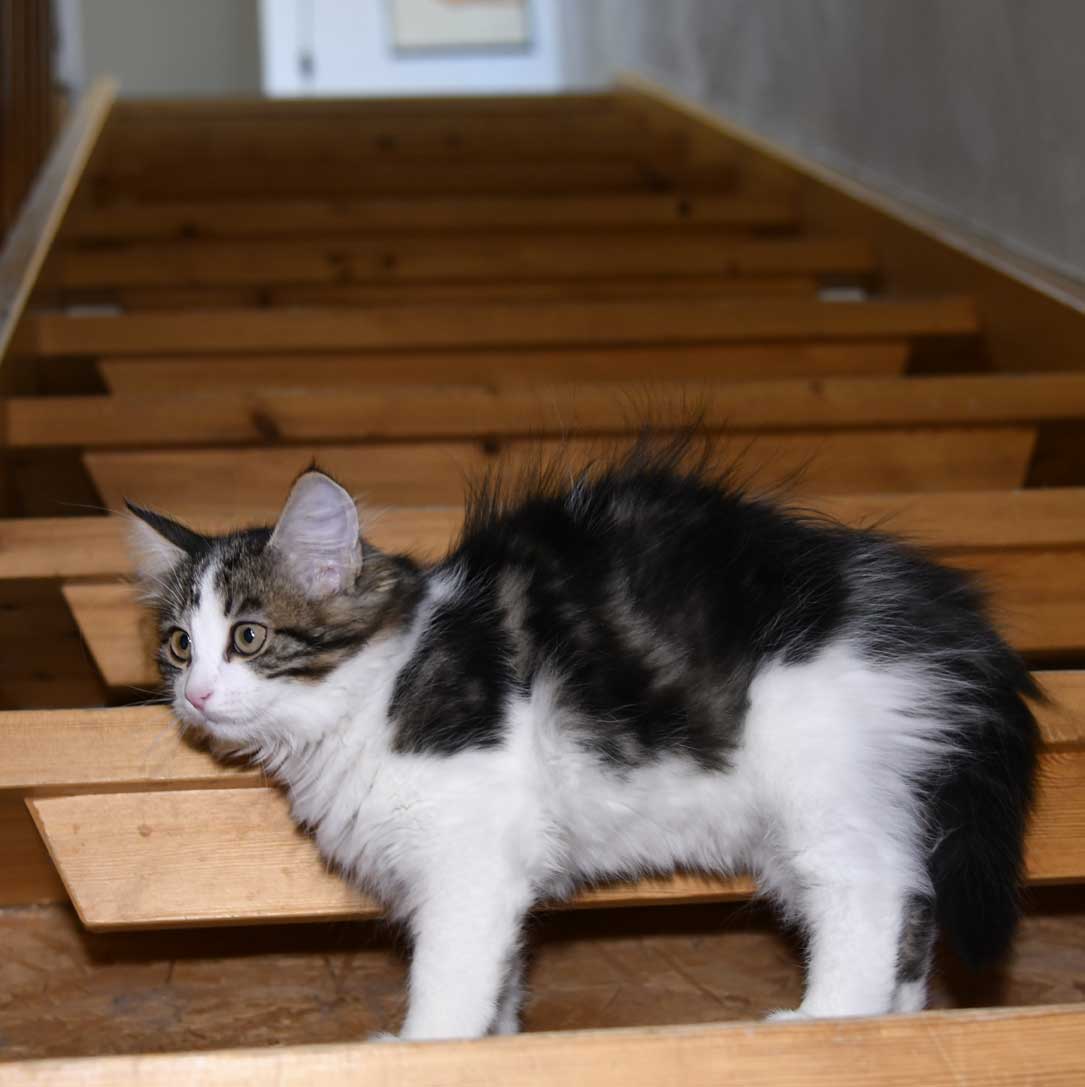 sibirisk katt Volga