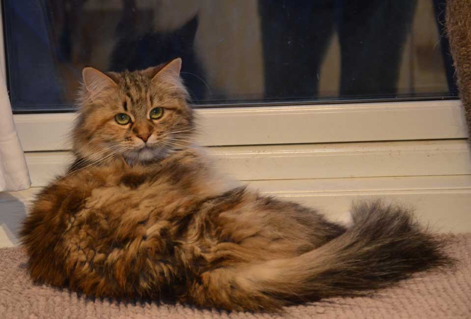 sibirisk katt Sara