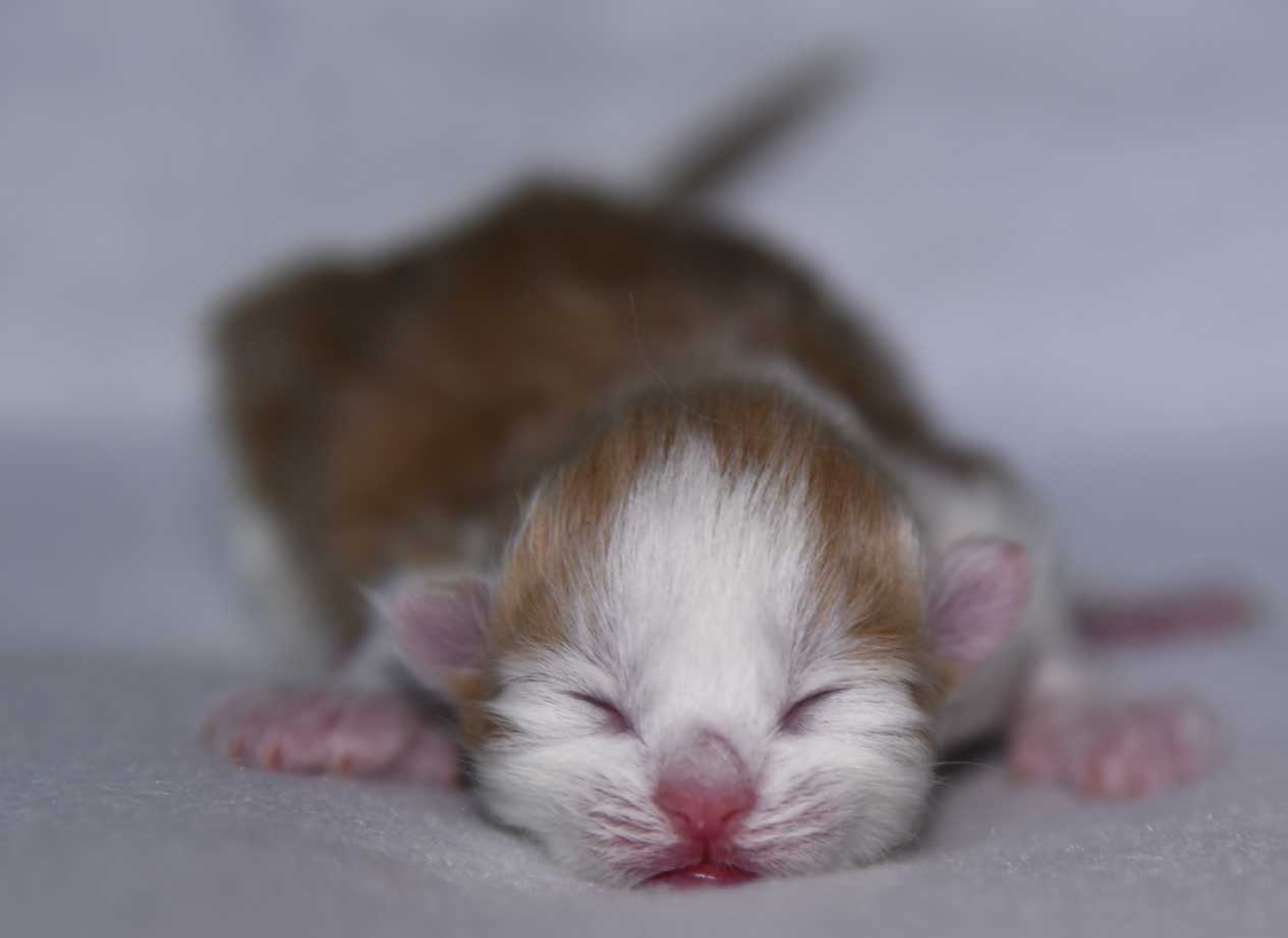 sibirisk katt X