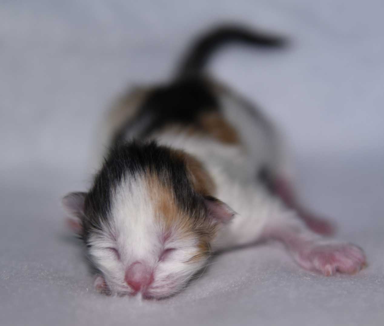 Sibirisk kattunge Ximena