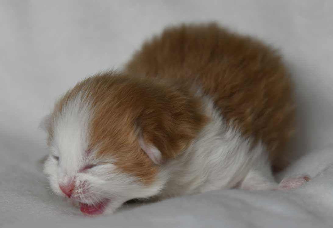 sibirisk kattunge X