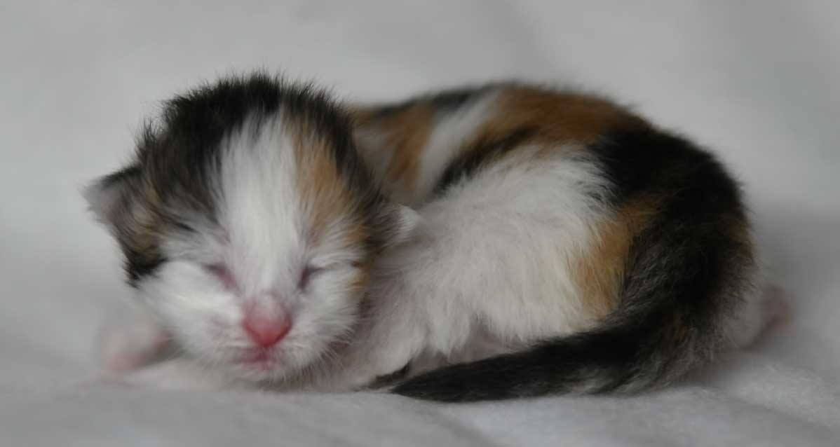 sibirisk kattunge Ximena