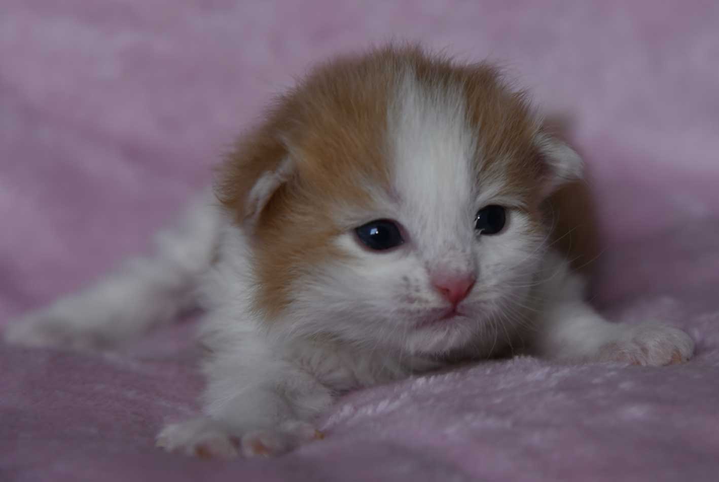 sibirisk kattunge X