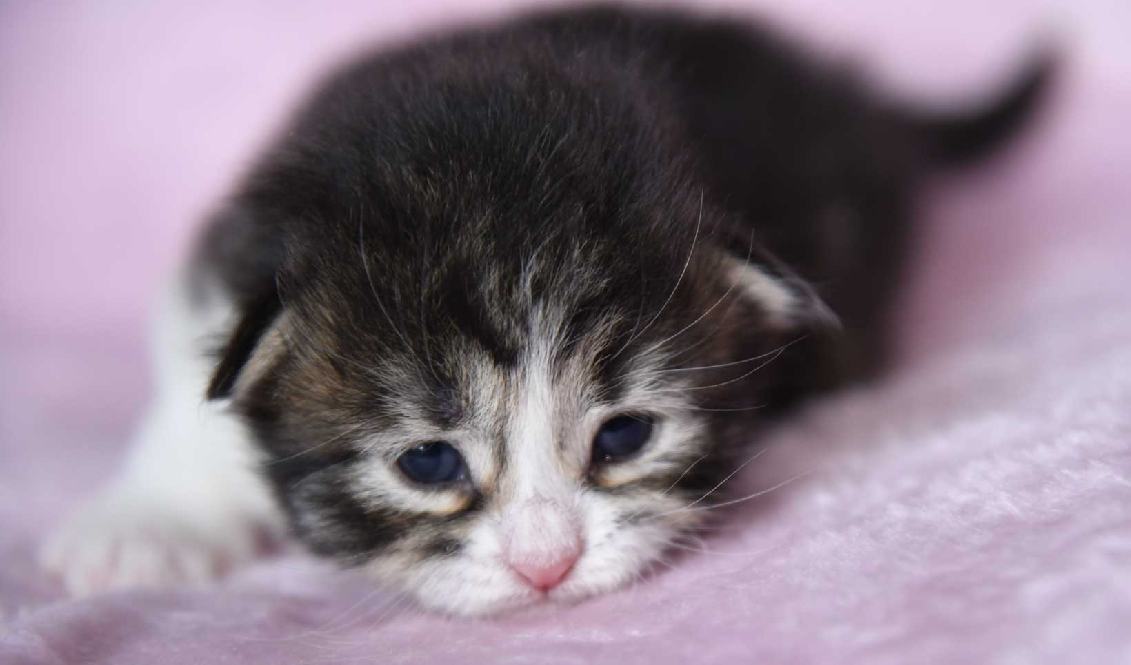 sibirisk kattunge Xosa