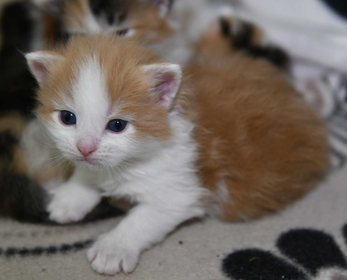 sibirisk kattunge X