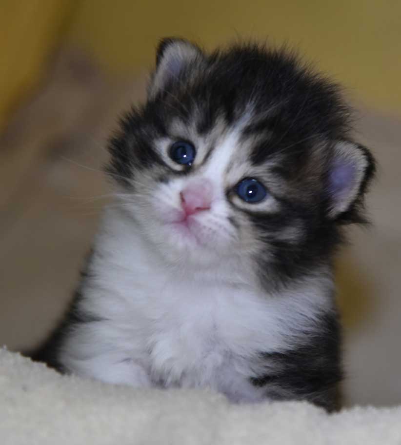 sibirisk kattunge Xosa