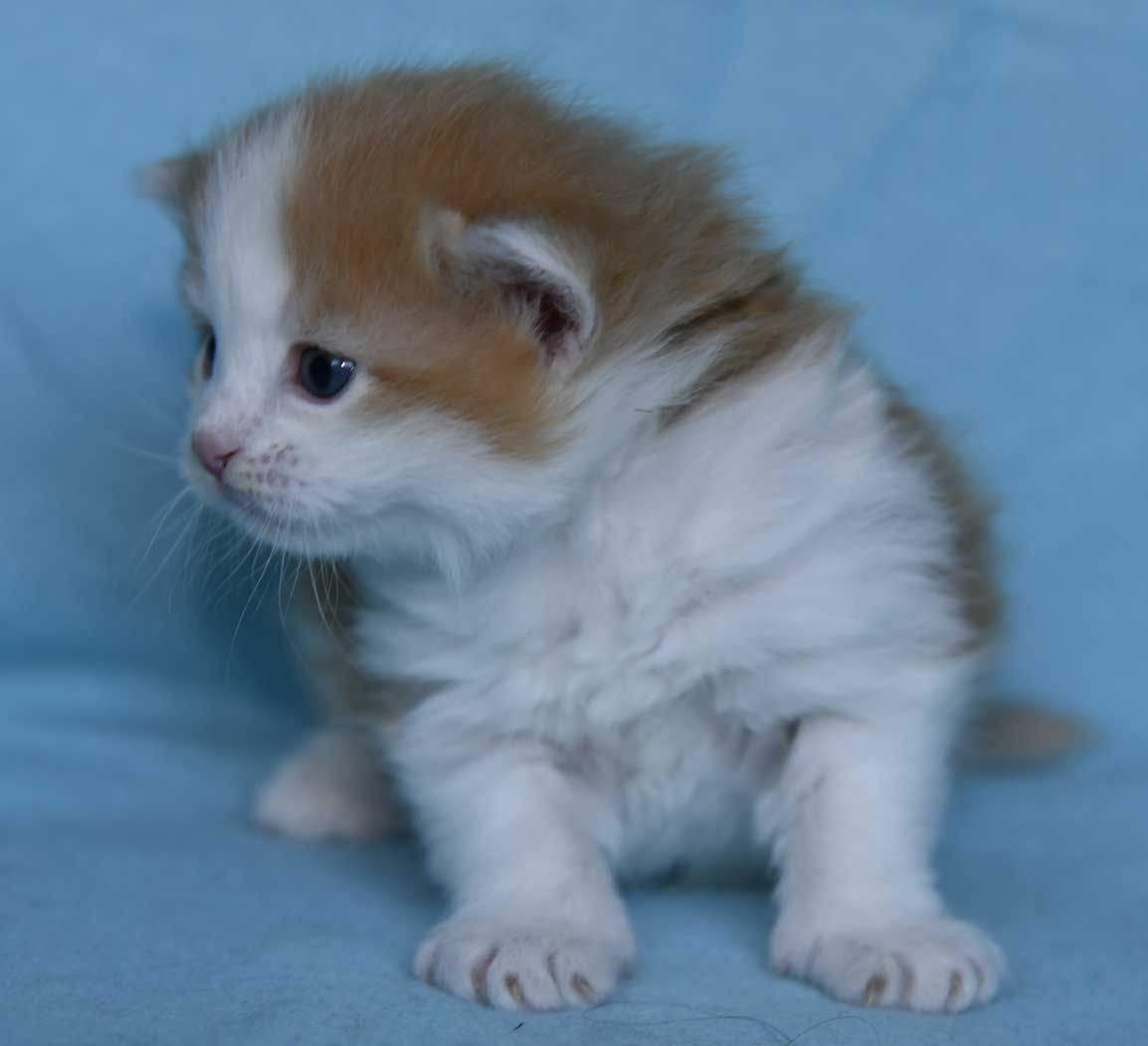 Sibirisk kattunge X