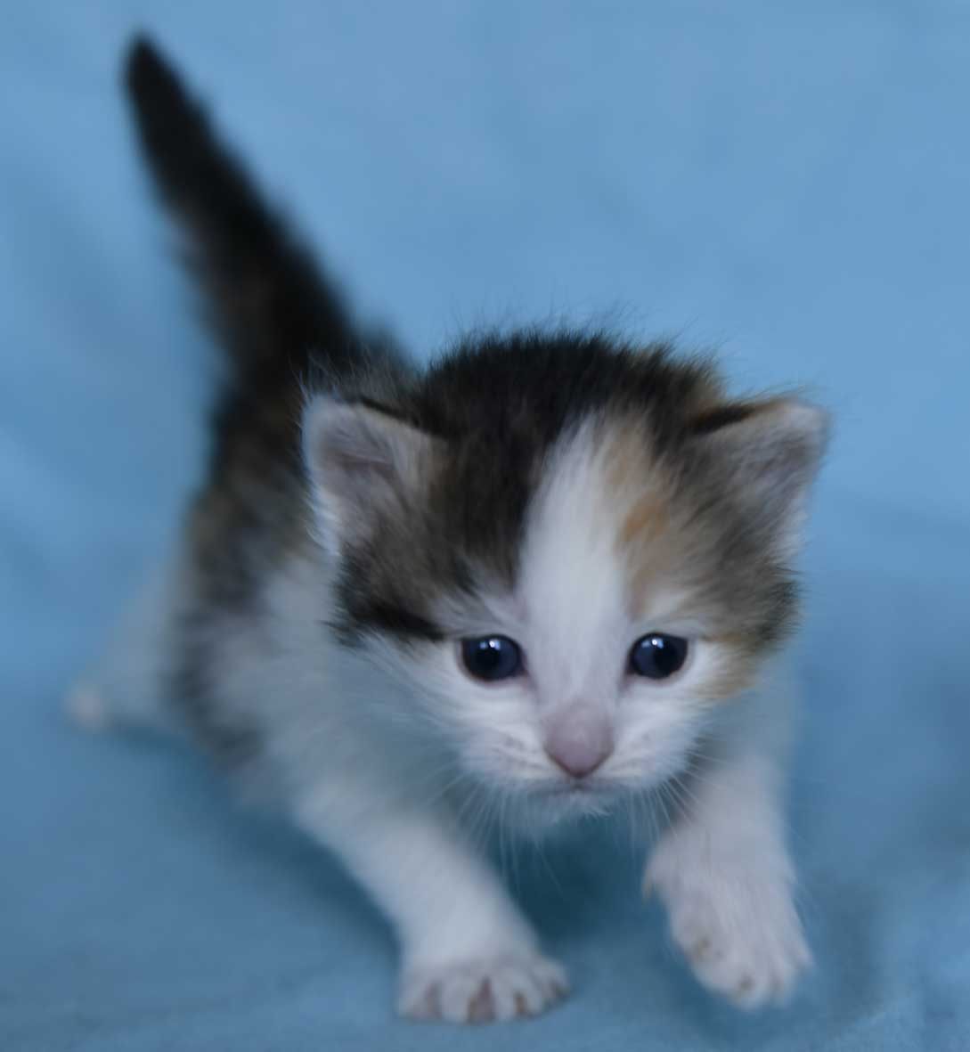 sibirisk kattunge Ximena