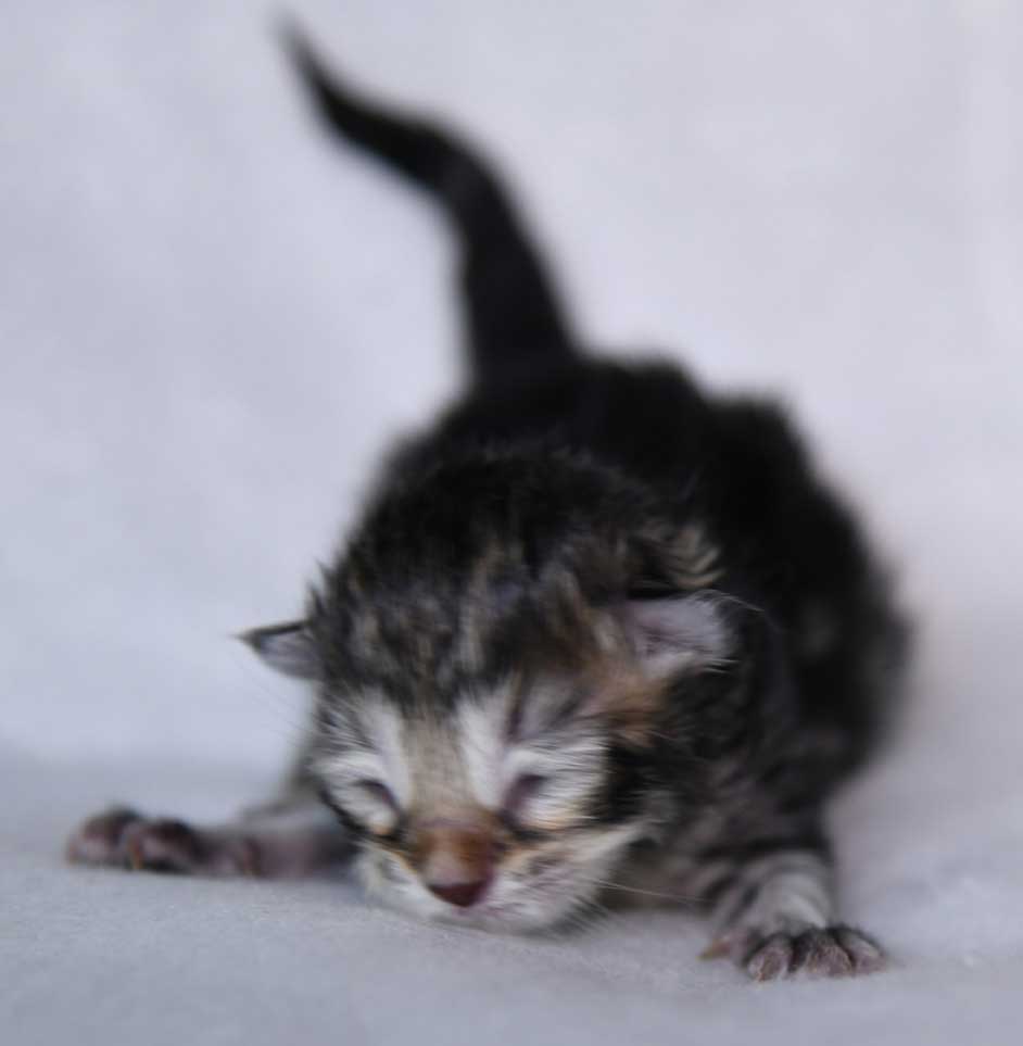 sibirisk kattunge Yangel