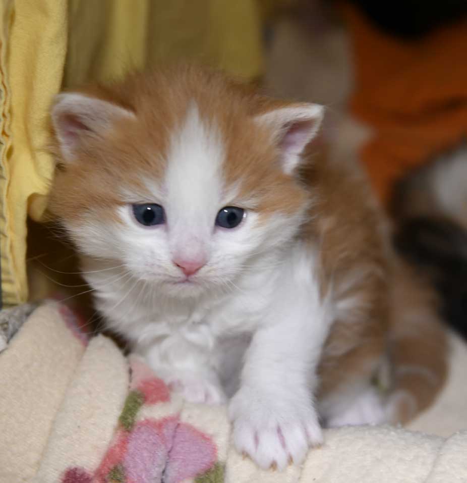 sibirisk katt X