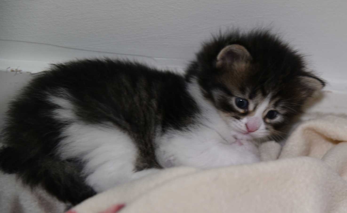 sibirisk kattunge Xosa