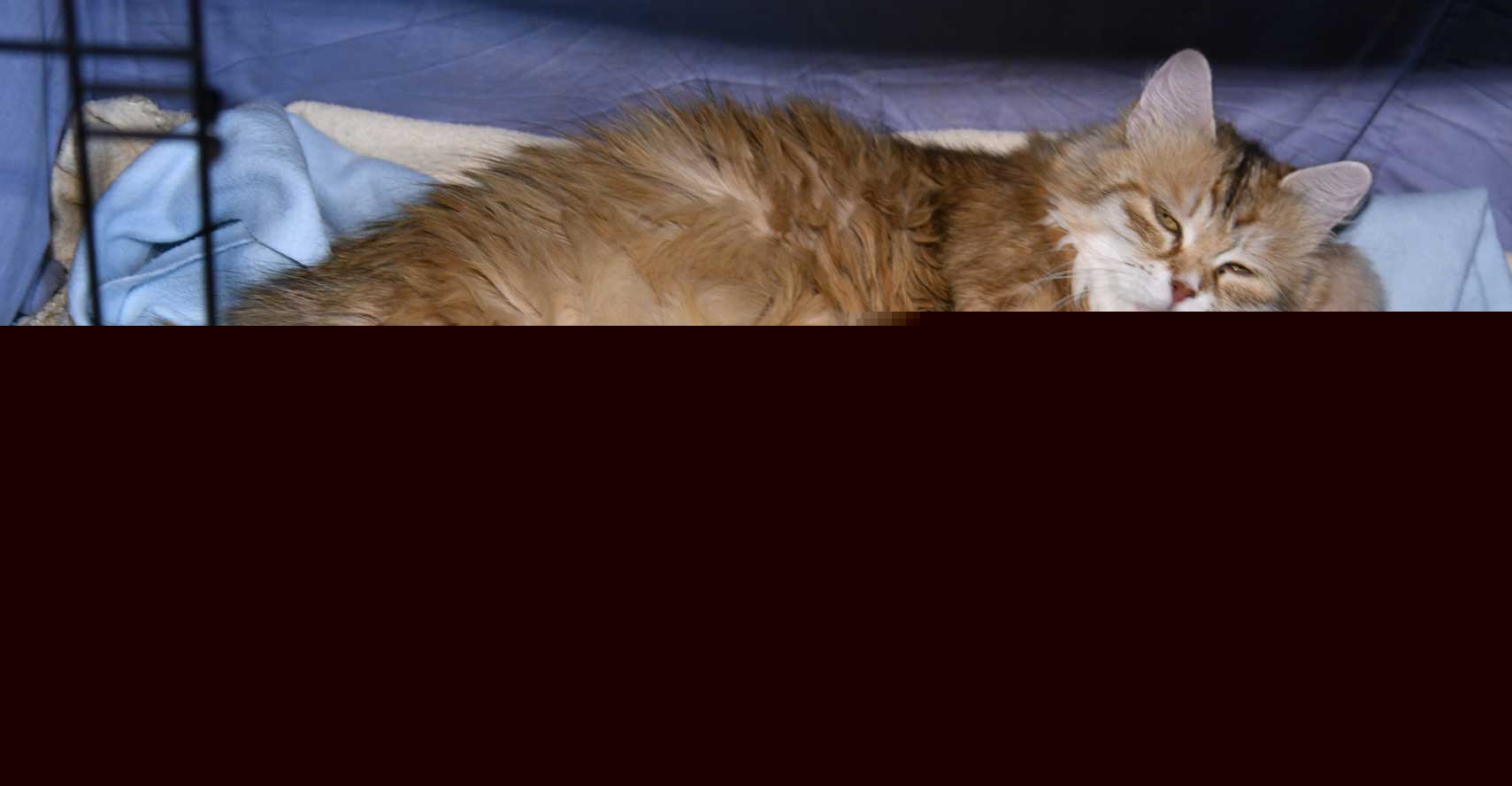 sibirisk katt Yy-kull