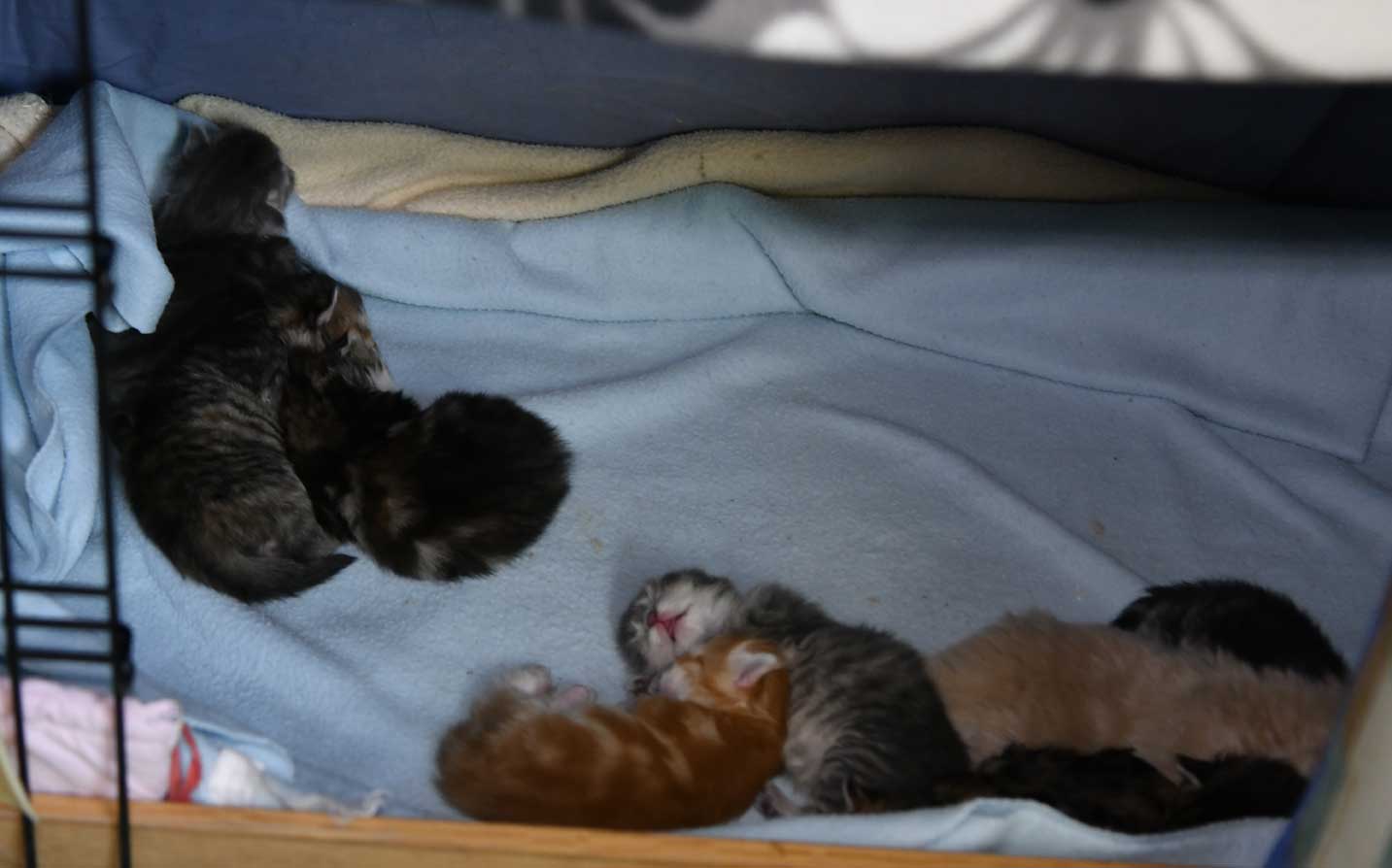sibirisk katt Yy-kull