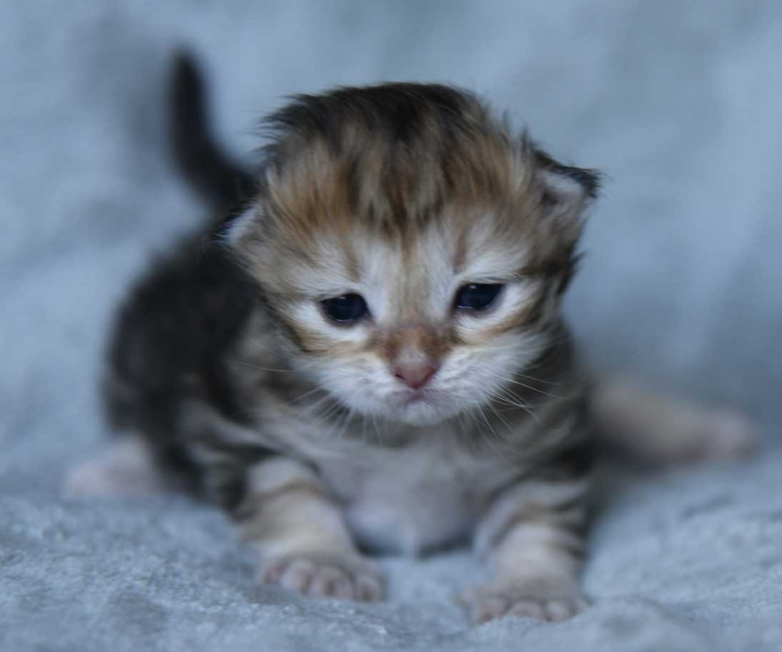 sibirisk kattunge Yoko